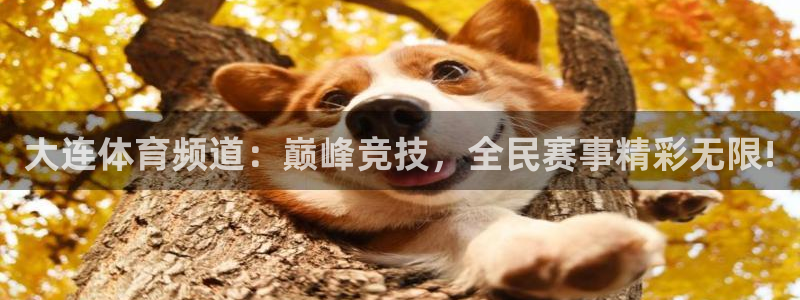 nba蜘蛛免费直播：大连体育频道：巅峰竞技，全民赛事精彩无限!