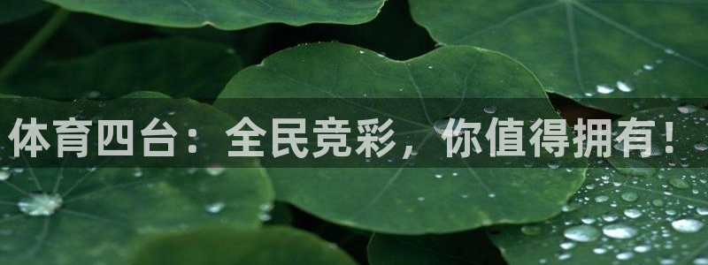 蜘蛛直播体育免费观看